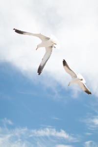 Free