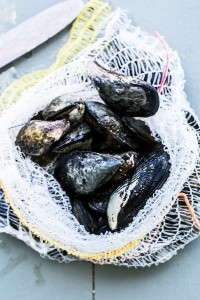 Black Atlantic Mussels in White Wine